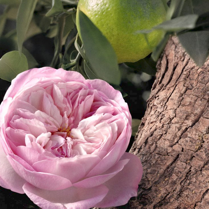 Chloé Rose Naturelle Intense, Damenparfum, dritte Ansicht