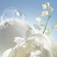 parfum-femme-cacharel-noa-eau-de-toilette-pas-cher.jpg